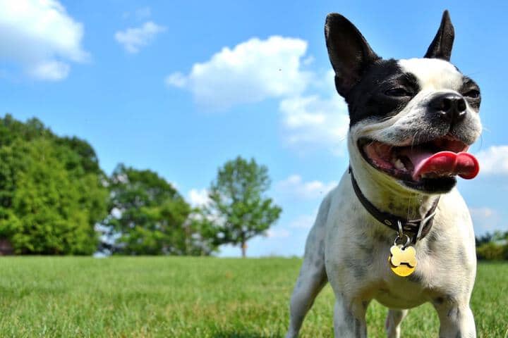 Pet Friendly 22 of 53